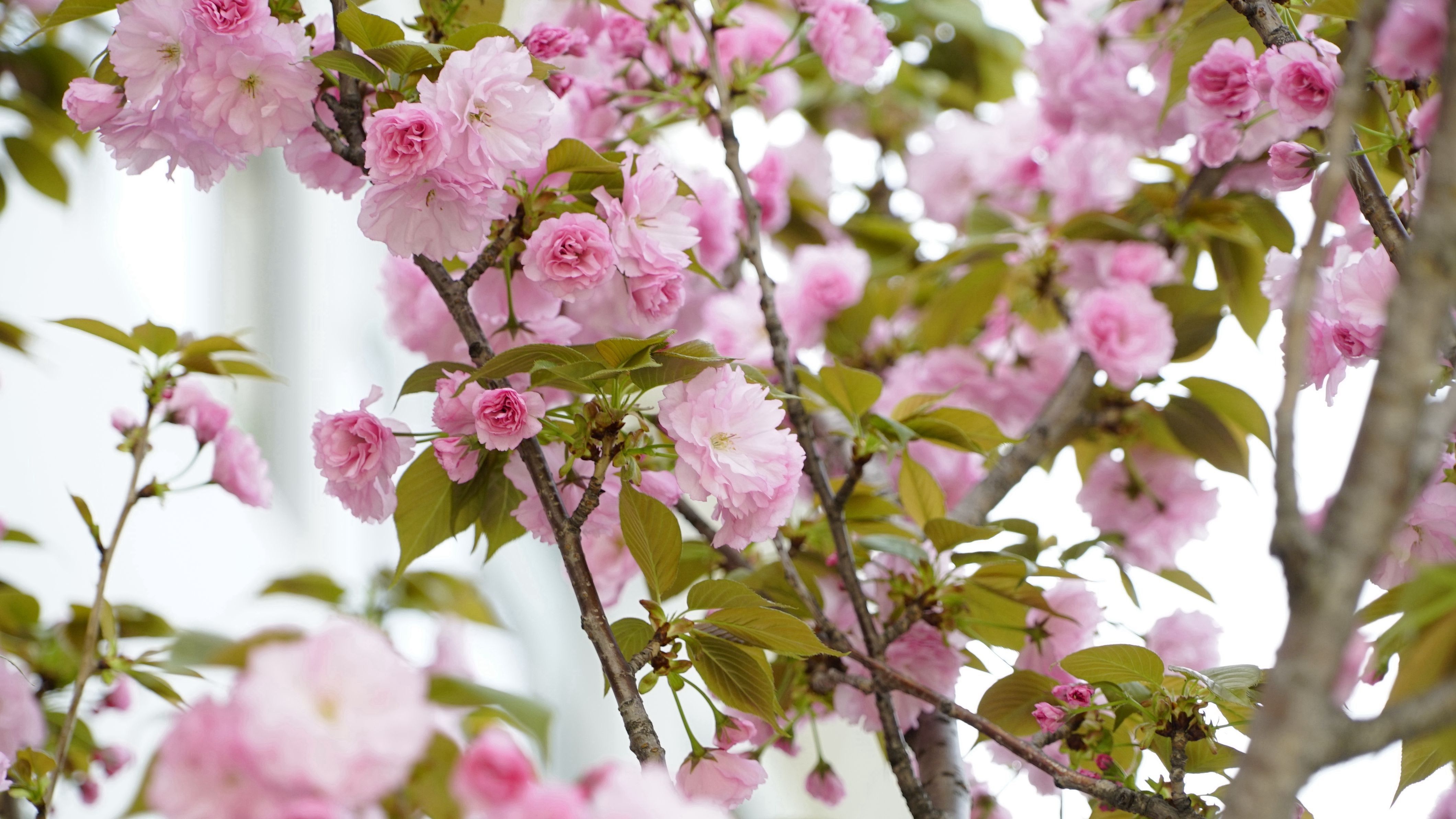 1524382200490670.jpg _DSC4626_副本.jpg